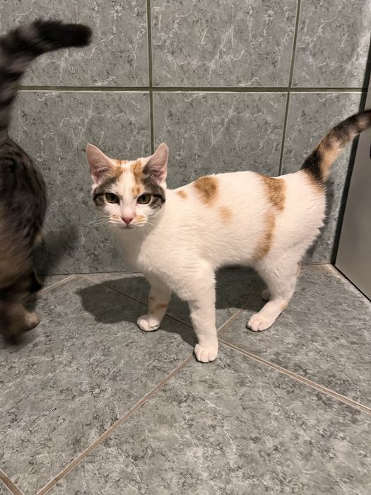 Wolverine uma gatinha para adopção responsável