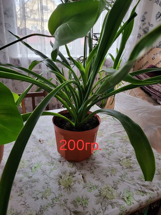 Пальми Монстера та Панданус.