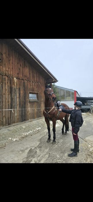 Koń profesor na sprzedaż