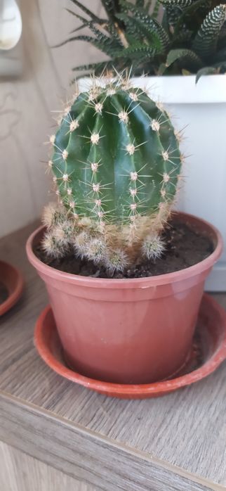 кактус (від 1 см до 10 см) домашній :-) без ГМО :-D