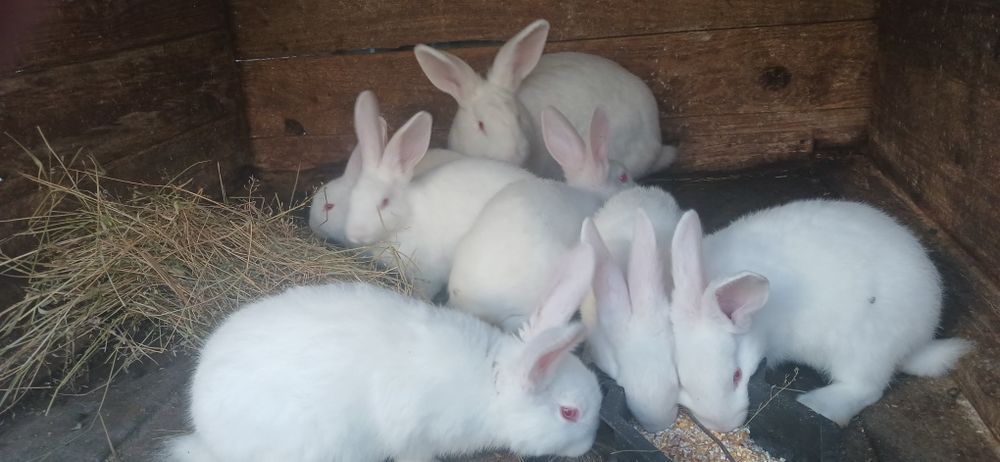 Продаж кроликів термонців