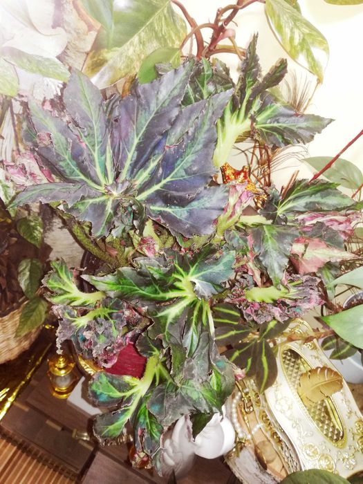Begonia Heracleifolia Vampire Wampir monstera roślina UNIKAT