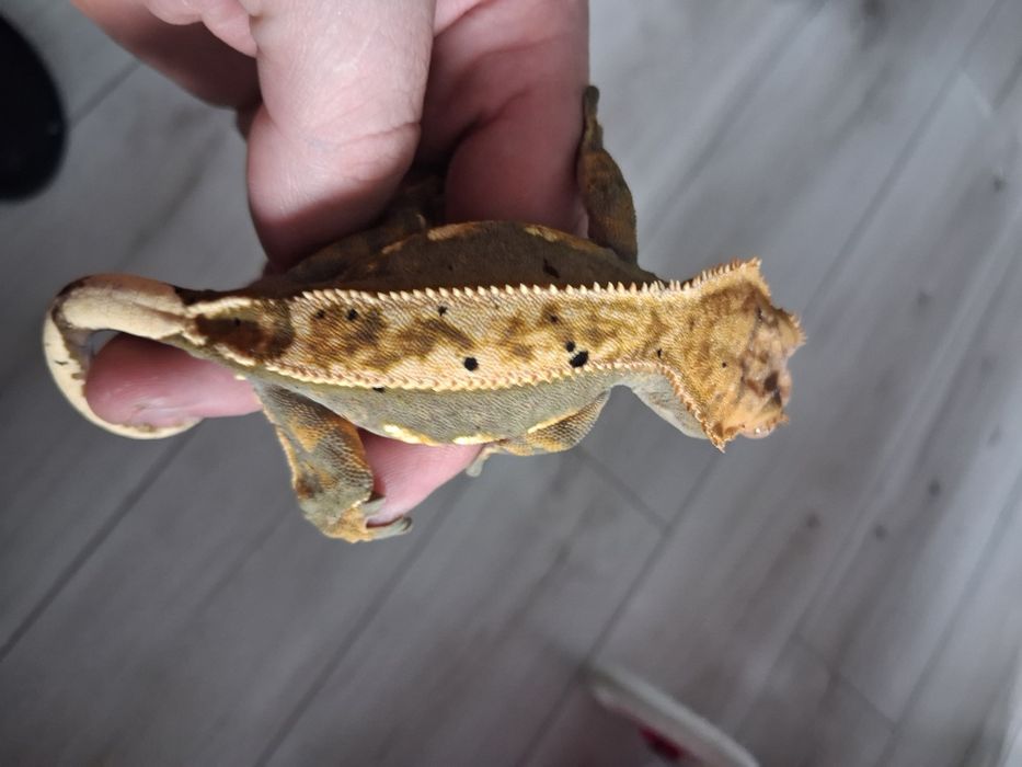 Samica Gekon Orzesiony