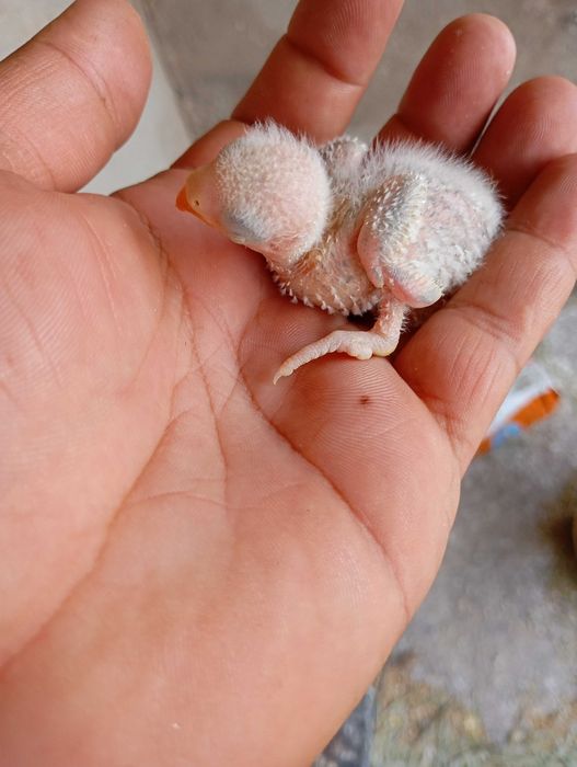 Vendo agapórnis bebé para cria a mão