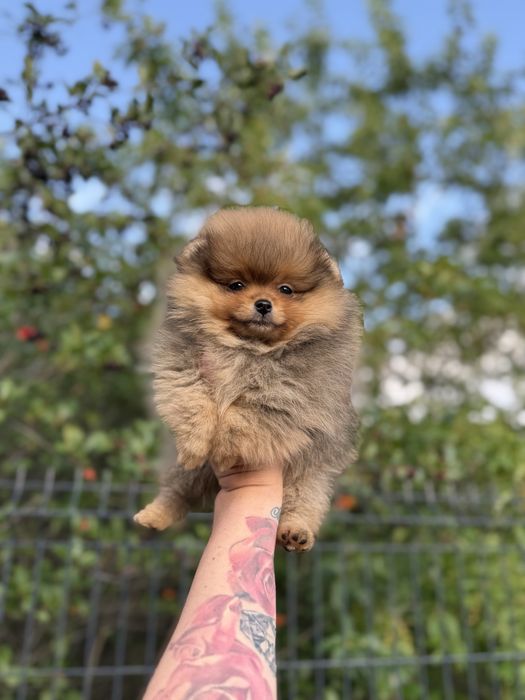 Poznajcie Malutką suczke Pomeranian