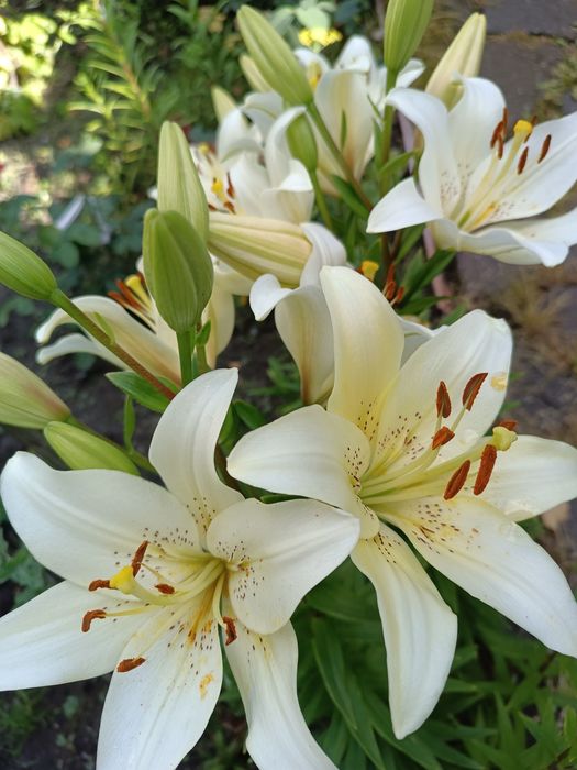 Лілія кущики, цибулини.