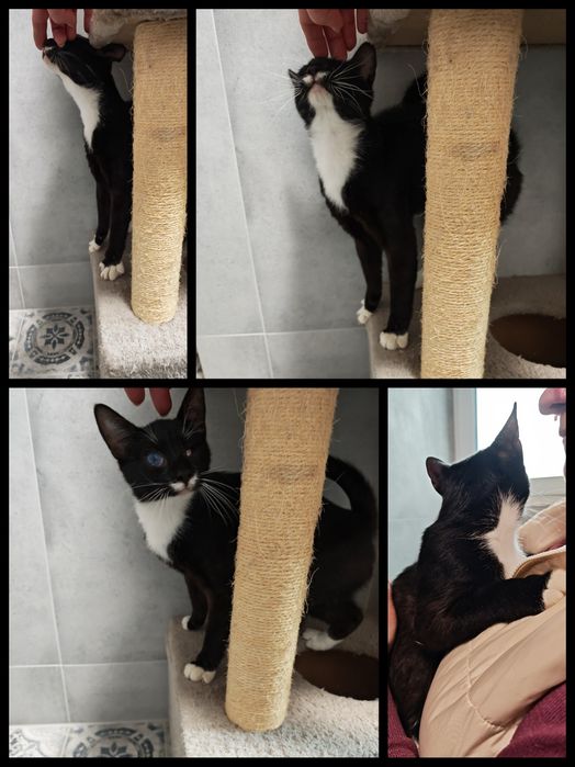 Wyjątkowe kociaki do adopcji