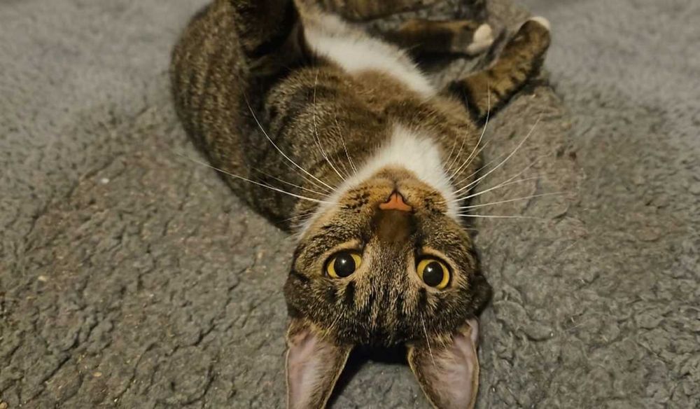 Dwuletni kawaler Figaro