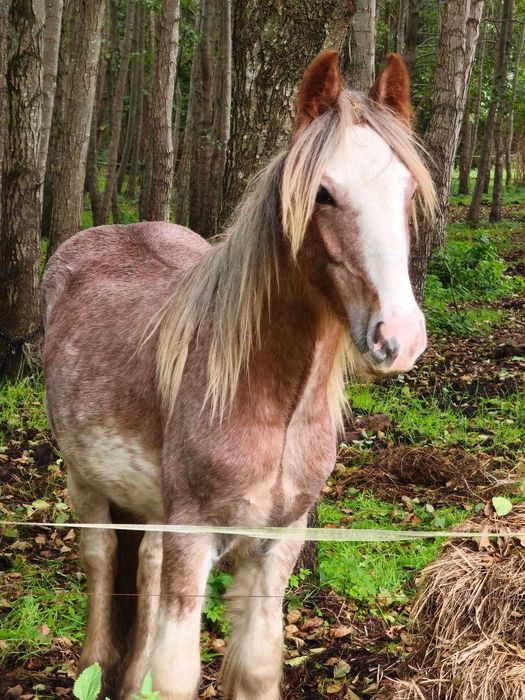 Anakin - wałaszek  irish cob (tinker / gypsy cob) 2024