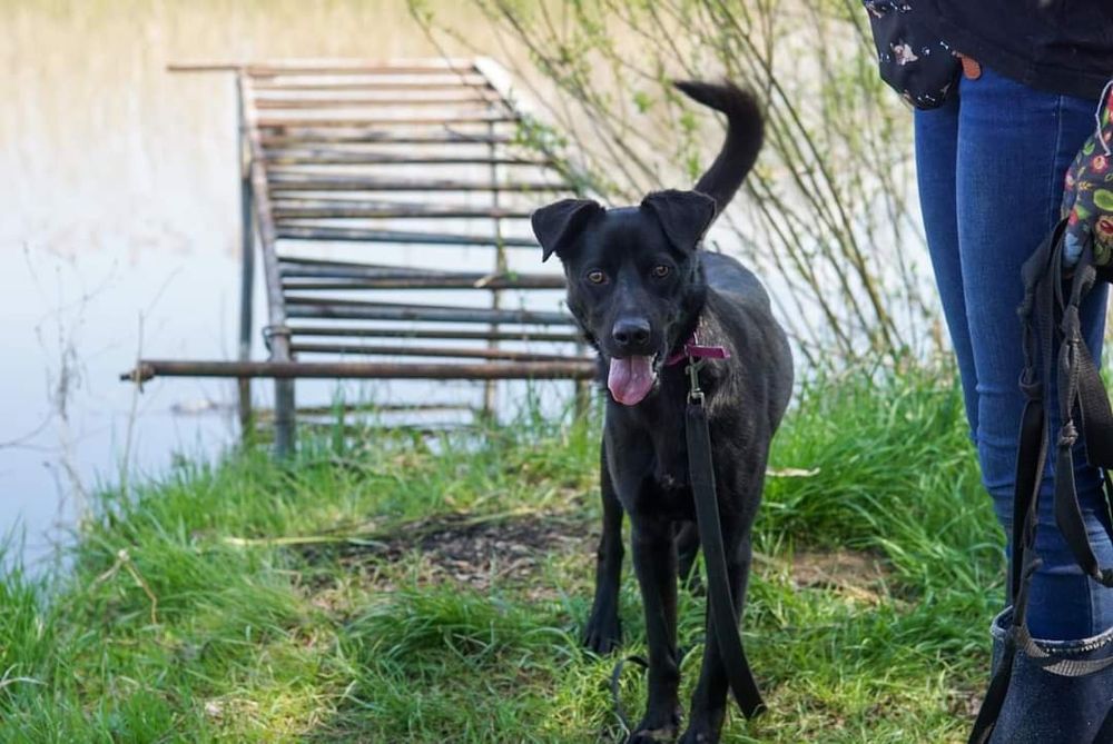 Rasowy optymista do adopcji! Pokochaj Espresso!