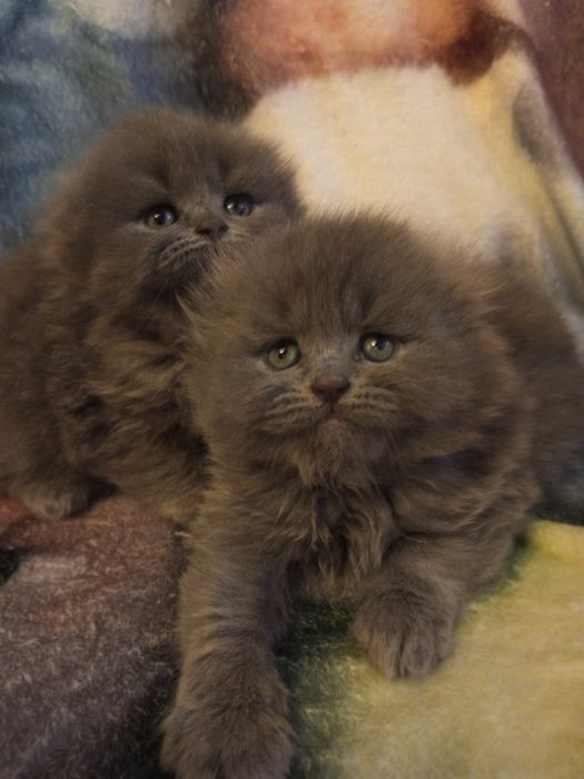 Шотландские котята