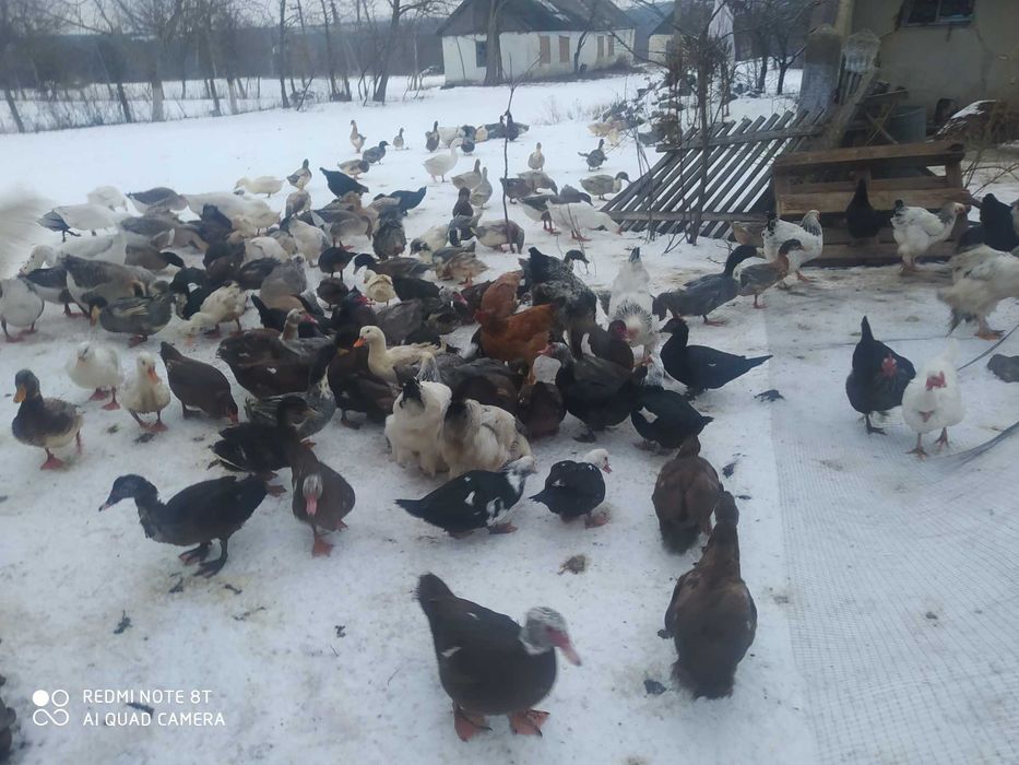Яйця  качок утки  домаші,для  інкубації, інкубаційне  яйце качки утки