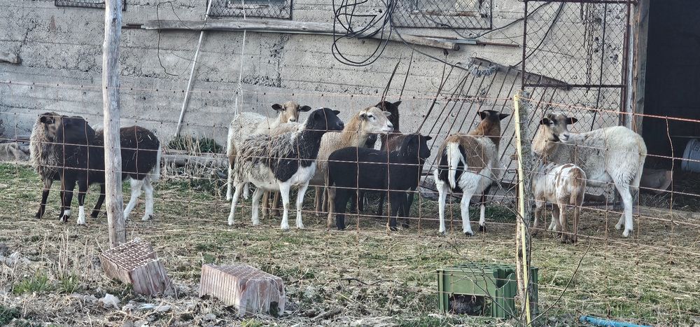 Sprzedam barany owce