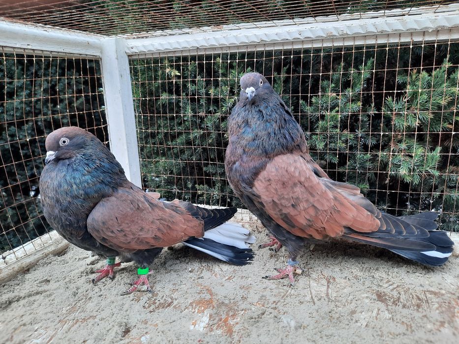 Продам домашню птицю.