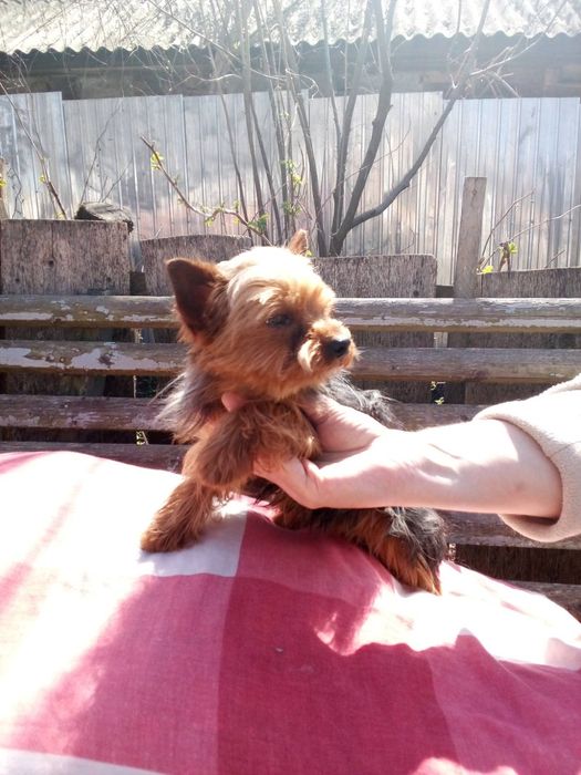 Вязка мини йорчик.