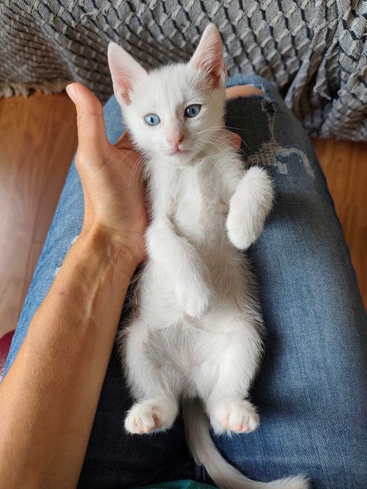 Gatinha 2 meses para adoção responsável BRAGA