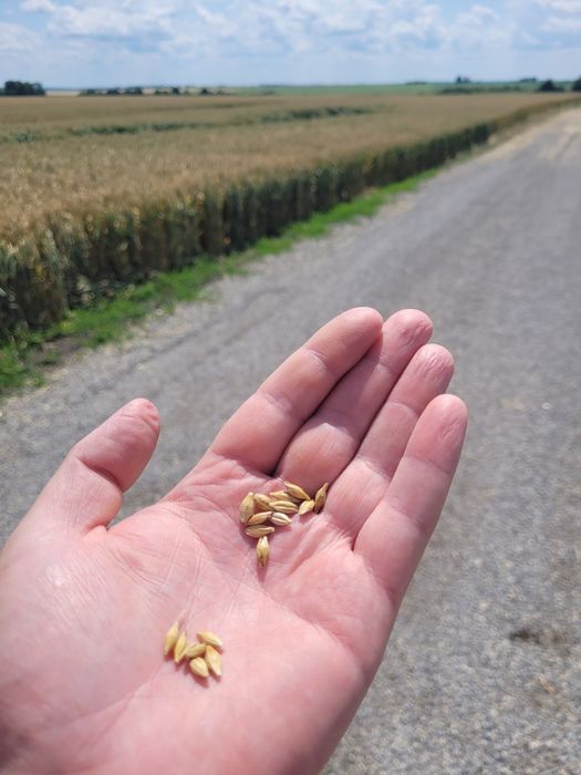 Реєстрація сортів та сертифікація насіння