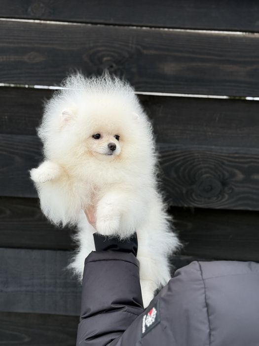 хлопчмк померанського шпіца