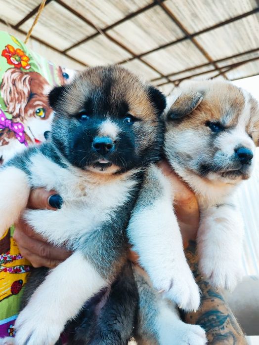 Американський красень - продам