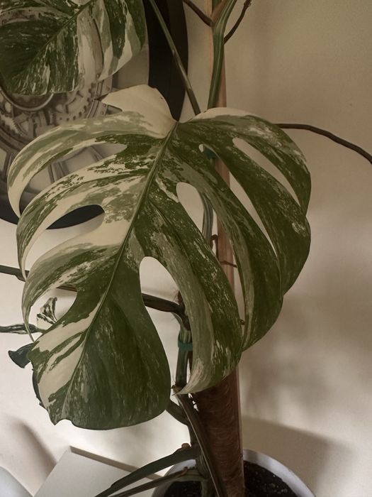 Monstera albo variegata XXL