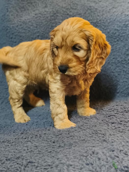 Cockapoo F1 pulel+cocker spaniel