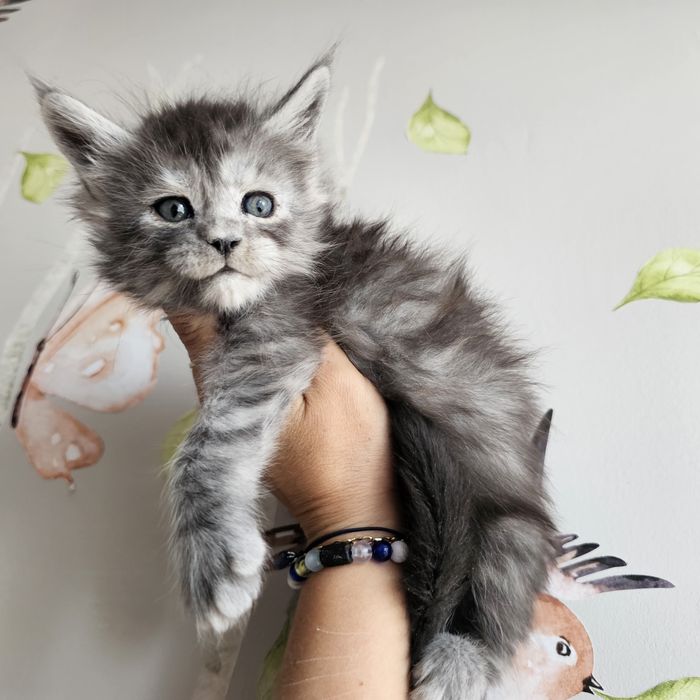 Kocurek Maine coon rodowód Fpl