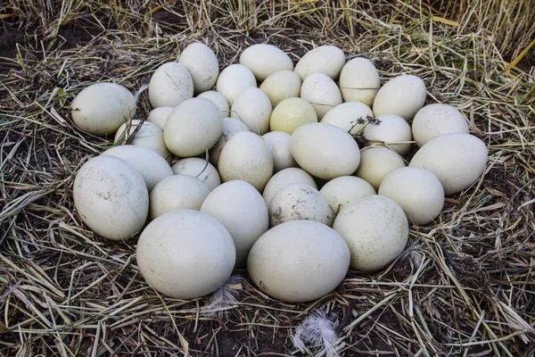 інкубаційне яйце гусей