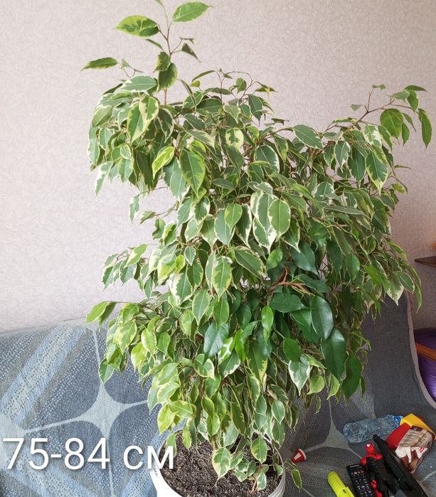 Фікус бенджаміна