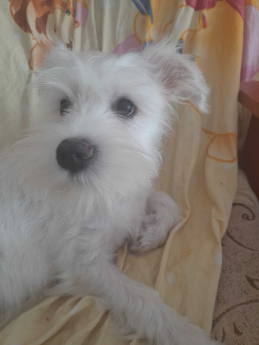 samczyk sznaucer miniaturowy biały