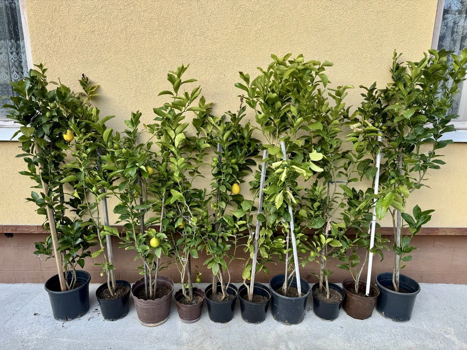 Лимонне сортове дерево Пондероза