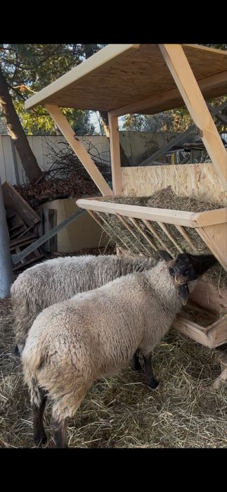 Продам двох племінних баранчиків породи Суфолк