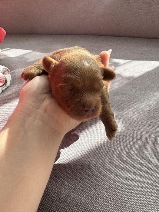 Хлопчик мальтіпу