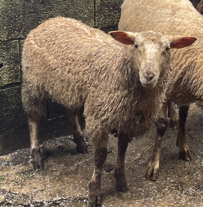 1 borrega cx de suffolk + 1 borrego cx de p3 com merino