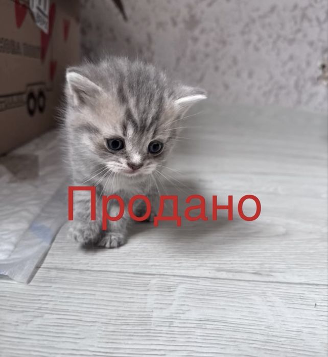 Шотландская вислоухая віскас