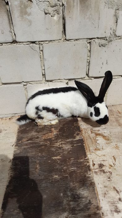 Srokacz olbrzym Osc