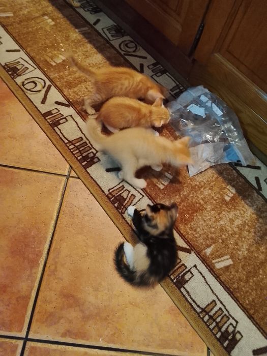 Gatinhos para adoção  ,dois machos e uma fêmea