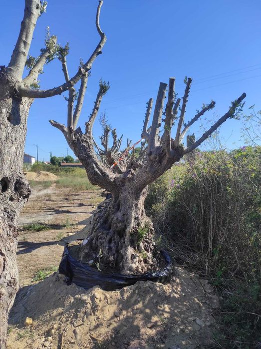 Oliveiras Centenárias
