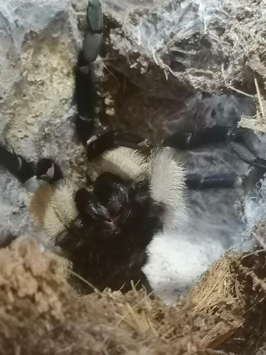 Terrarium  szklane gilotyna
