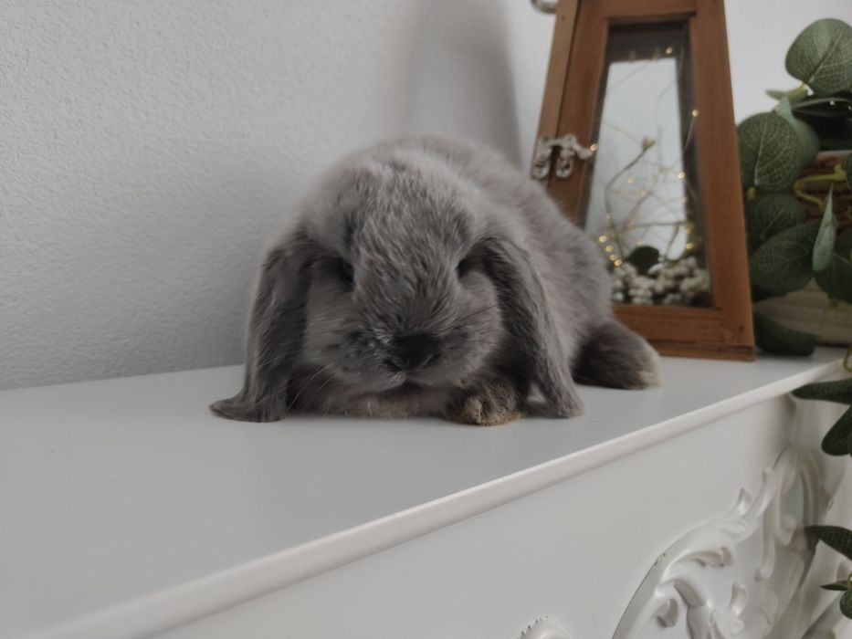 Mini Lop królik gotowe do odbioru