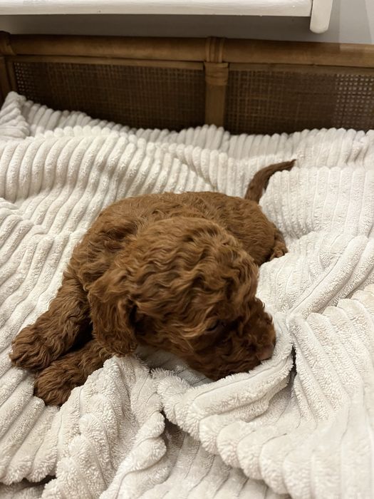 Suczka pudel Toy/Miniatura szczeniak