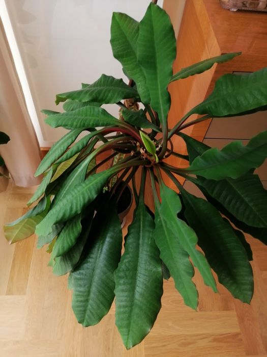 Wilczomlecz białounerwiony duży 90 cm Madagaskar