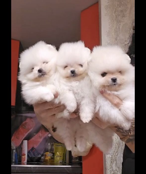 Міні хлопчики померанського шпіца