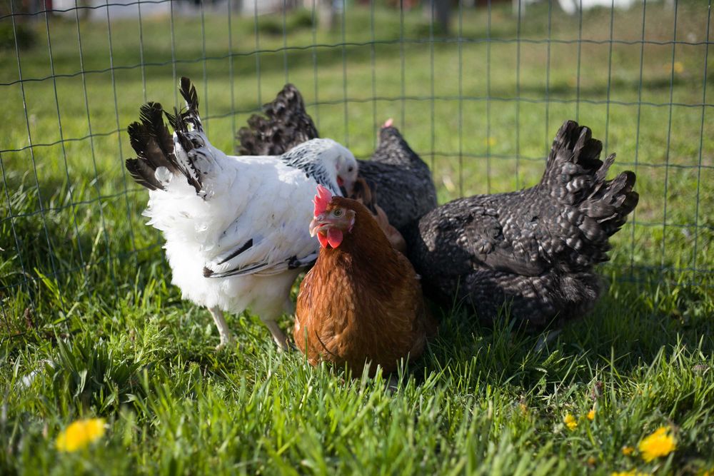 Kury kokoszki nioski Rosa odchowana na wybieg