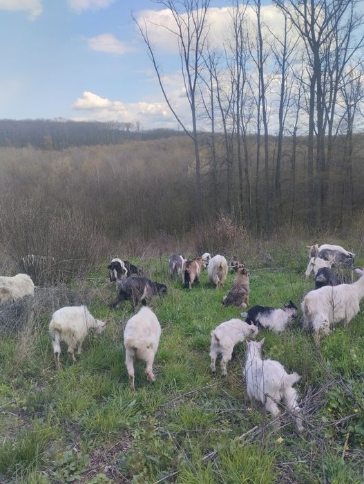 Продам коз и козлят