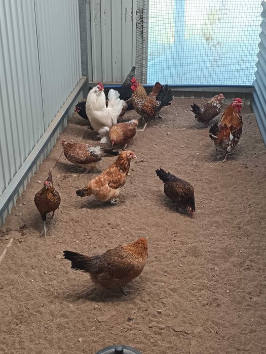 Cedo ovos de garnizas