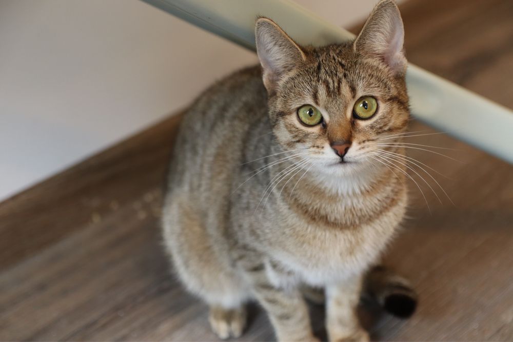 60 kotów do adopcji