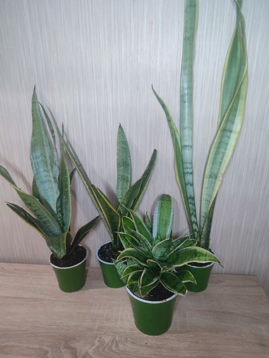Домашние Сансивьерии. Распродажа.