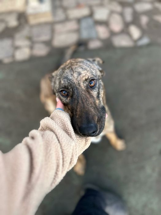 Harper pies do adopcji