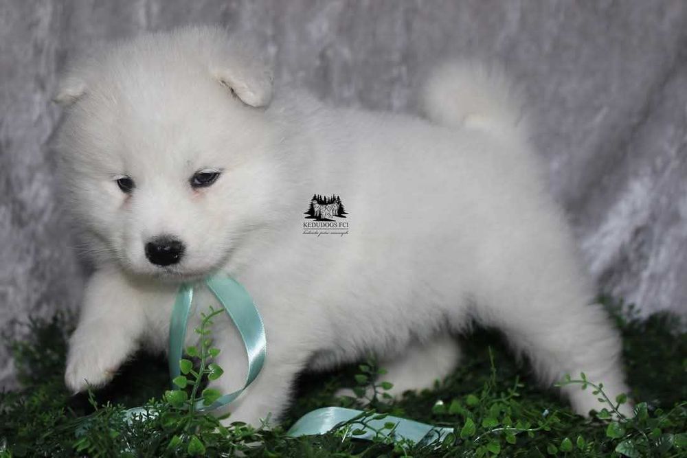 Samoyed suczka ZkWP FCI