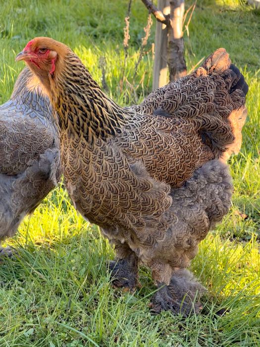 Ovos para Incubação - Galinhas Brahma Perdiz
